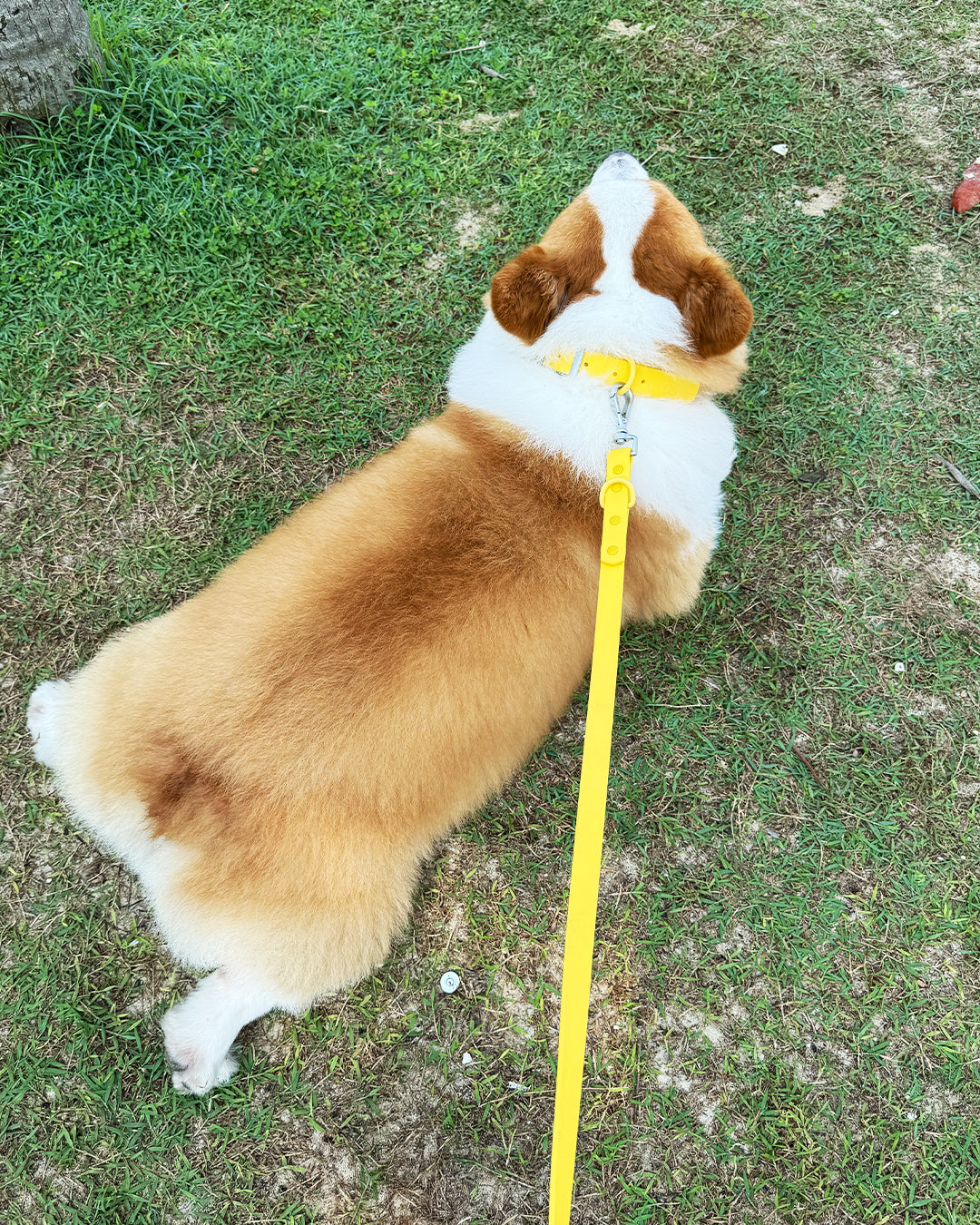 Elements Collection Collar and Leash Set