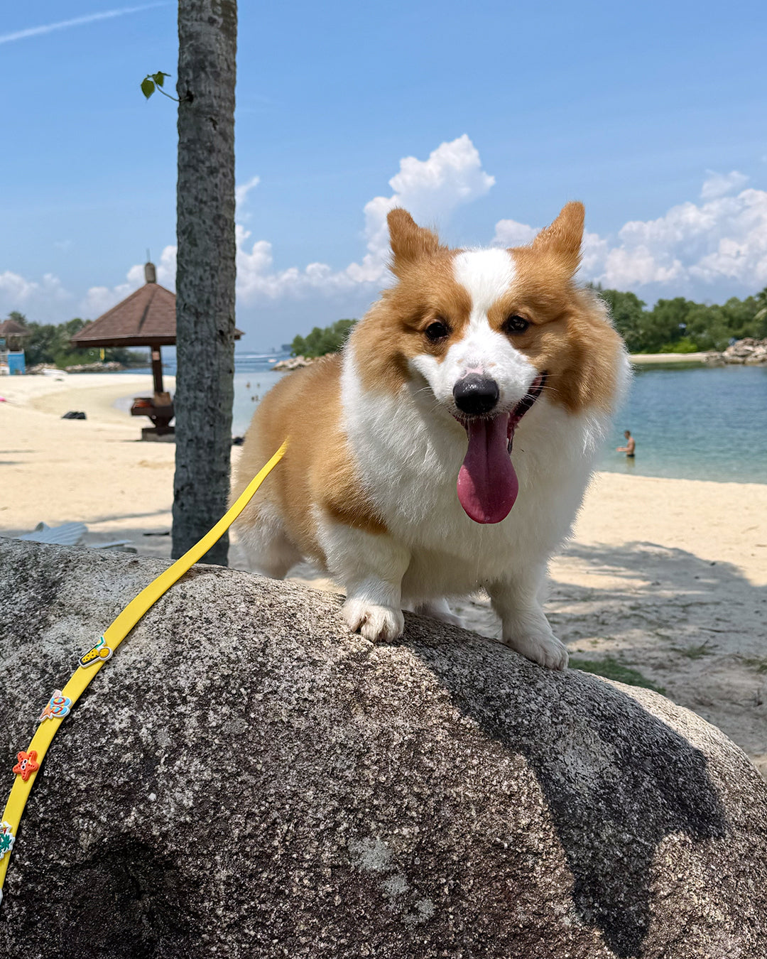 Flare Dog Collar and Leash Set with Woof Bitz