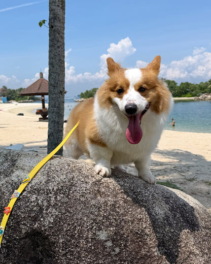 Flare Dog Collar and Leash Set with Woof Bitz